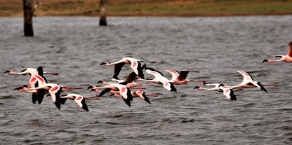 Dancing Flamingos