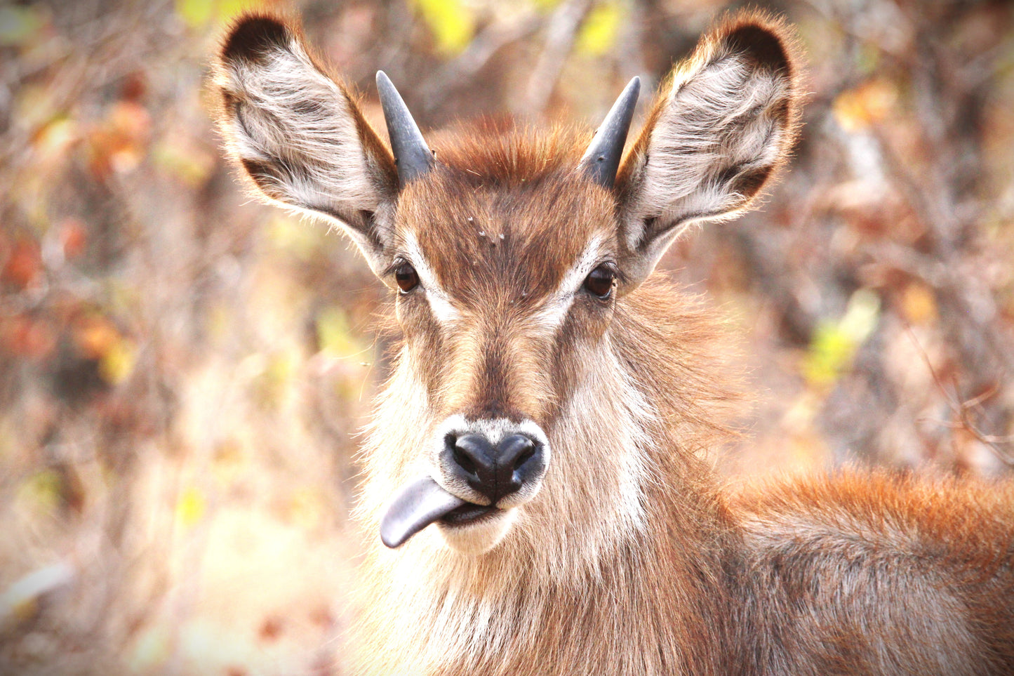 Water Buck