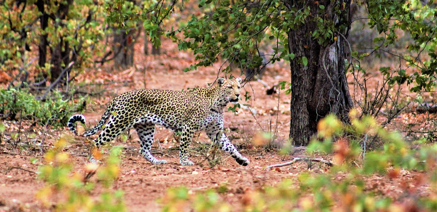 Stealth in the Bushveld